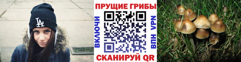 Псилоцибиновые грибы GOLDEN TEACHER  магазин    Афипский 